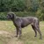 Ferplast Collier pour chiens réfléchissant rembourré DAYTONA DELUXE Ferplast Collier pour chiens réfléchissant rembourré DAYTONA DELUXE