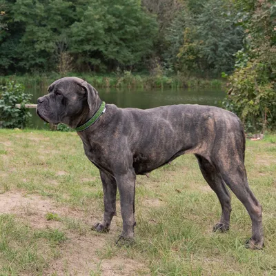 Ferplast Collier pour chiens réfléchissant rembourré DAYTONA DELUXE Ferplast Collier pour chiens réfléchissant rembourré DAYTONA DELUXE