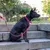 Ferplast Collier pour chiens réfléchissant rembourré DAYTONA DELUXE Ferplast Collier pour chiens réfléchissant rembourré DAYTONA DELUXE