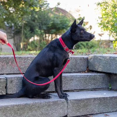 Ferplast Collier pour chiens réfléchissant rembourré DAYTONA DELUXE Ferplast Collier pour chiens réfléchissant rembourré DAYTONA DELUXE