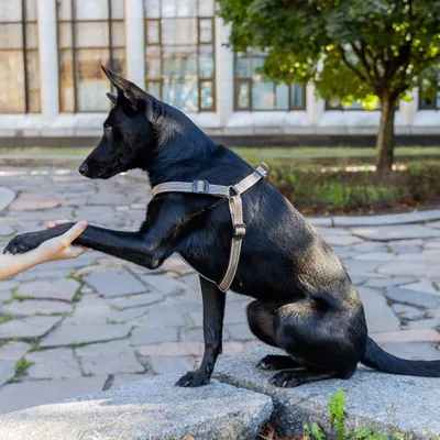 Ferplast Harnais réfléchissant rembourré pour chiens DAYTONA DELUXE