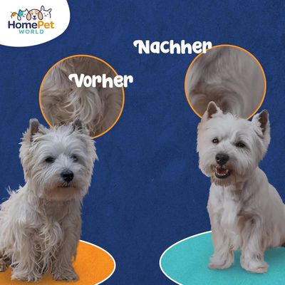 HomePetWorld Bürste
