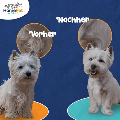 HomePetWorld Bürste HomePetWorld Bürste