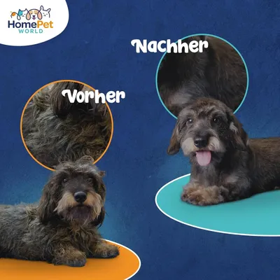 HomePetWorld Bürste HomePetWorld Bürste