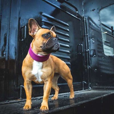 Das Lederband Hundehalsband Weinheim Violet