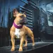 Das Lederband Hundehalsband Weinheim Violet