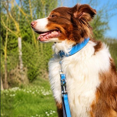 Das Lederband Hunde Führleine Firenze azure/oxford blue