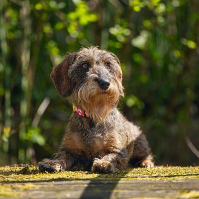Beeztees Hundehalsband Herz Nylon pink