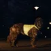 Beeztees Safety Gear Sicherheitsweste Ava reflektierend