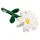 Beeztees Hundespielzeug Blume Daisy weiß