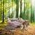 Beeztees Minus One Hundespielzeug Mantarochen grau-beige Beeztees Minus One Hundespielzeug Mantarochen grau-beige