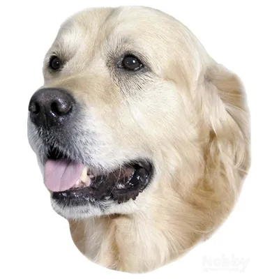 Nobby Aufkleber Golden Retriever Nobby Aufkleber Golden Retriever