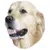 Nobby Aufkleber Golden Retriever Nobby Aufkleber Golden Retriever