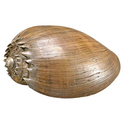 Nobby Aquariendekoration Muschel braun Nobby Aquariendekoration Muschel braun