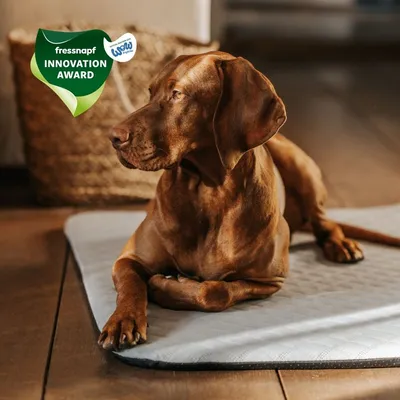 Manuly Set | Hunde Isomatte mit Cooling Aqua (Grau) Bezug Manuly Set | Hunde Isomatte mit Cooling Aqua (Grau) Bezug