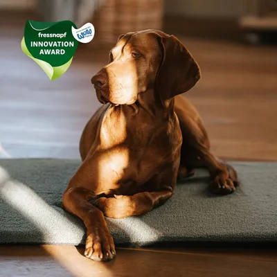 Manuly Set | Hunde Isomatte mit Teddy (olivgrün) Bezug Manuly Set | Hunde Isomatte mit Teddy (olivgrün) Bezug