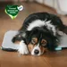 Manuly Set | Hunde Isomatte mit Cooling Aqua Bezug