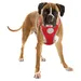 Duvo+ Geschirr mit Leine Flashlight rot