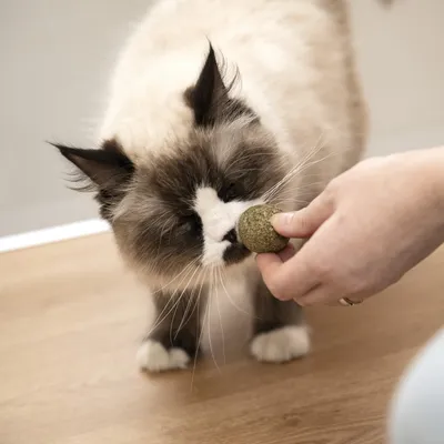 KaraLuna Katzenminze Bälle 3 Stk.