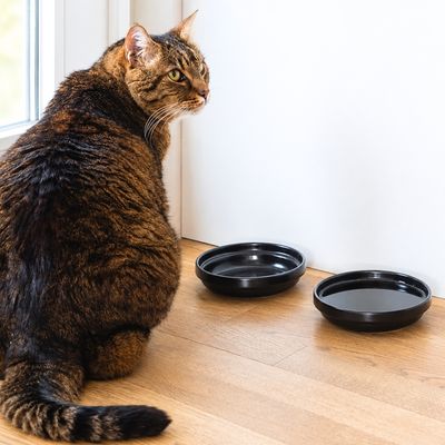 LucyBalu Katzennapf BOWL PORZELLAN