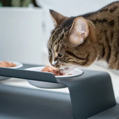 LucyBalu Futterstation DINE LucyBalu Futterstation DINE