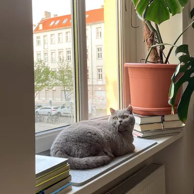 LucyBalu Fensterbrettauflage FELTY LucyBalu Fensterbrettauflage FELTY