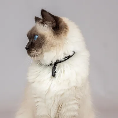 LucyBalu Katzenhalsband WILLY LucyBalu Katzenhalsband WILLY