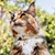 LucyBalu Katzenhalsband WILLY LucyBalu Katzenhalsband WILLY