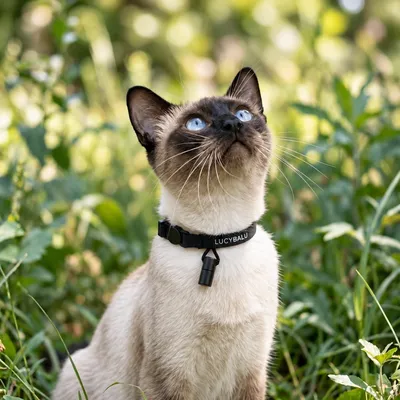 LucyBalu Katzenhalsband WILLY LucyBalu Katzenhalsband WILLY
