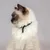 LucyBalu Katzenhalsband WILLY LucyBalu Katzenhalsband WILLY