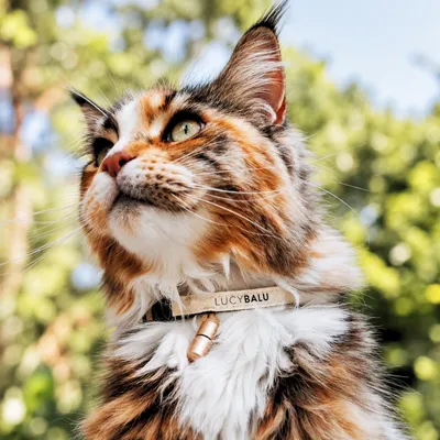 LucyBalu Katzenhalsband WILLY LucyBalu Katzenhalsband WILLY