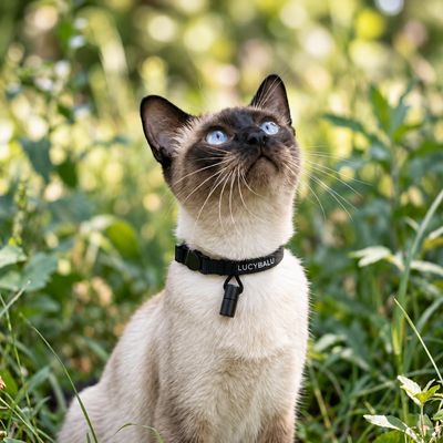 LucyBalu Katzenhalsband WILLY