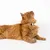LucyBalu AirTag Katzenhalsband DORI