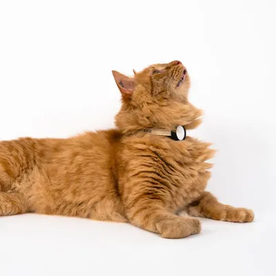 LucyBalu AirTag Katzenhalsband DORI