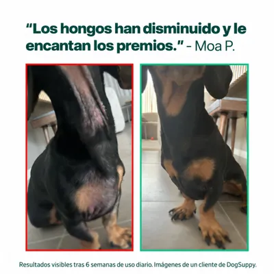 DogSuppy Alivio del Picor 100% Natural Probióticos para Perros 60 Snacks DogSuppy Alivio del Picor 100% Natural Probióticos para Perros 60 Snacks