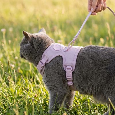 LucyBalu Katzengeschirr EXPLORER