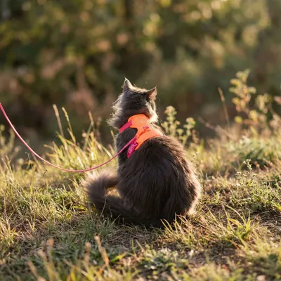 LucyBalu Katzengeschirr EXPLORER