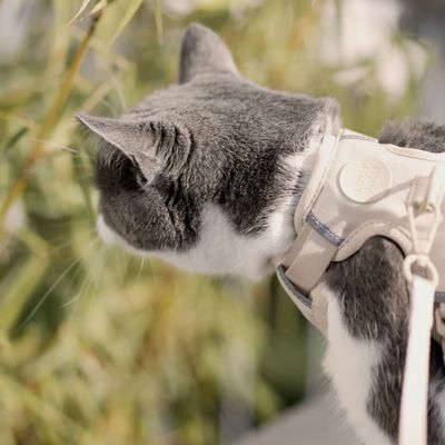 LucyBalu Katzengeschirr EXPLORER