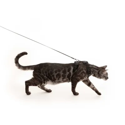 LucyBalu Katzengeschirr EXPLORER