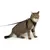 LucyBalu Katzengeschirr EXPLORER LucyBalu Katzengeschirr EXPLORER