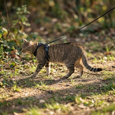 LucyBalu Katzengeschirr EXPLORER