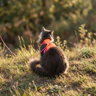 LucyBalu Katzengeschirr EXPLORER