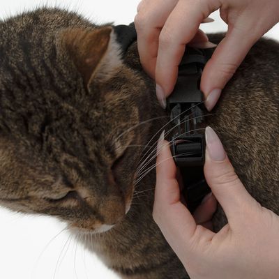 LucyBalu Katzengeschirr EXPLORER