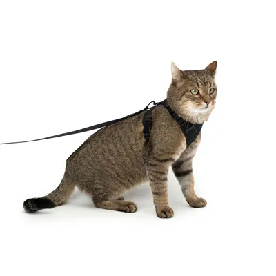 LucyBalu Katzengeschirr EXPLORER LucyBalu Katzengeschirr EXPLORER