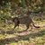 LucyBalu Katzengeschirr EXPLORER LucyBalu Katzengeschirr EXPLORER