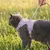 LucyBalu Katzengeschirr EXPLORER LucyBalu Katzengeschirr EXPLORER