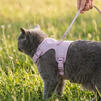 LucyBalu Katzengeschirr EXPLORER LucyBalu Katzengeschirr EXPLORER