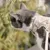 LucyBalu Katzengeschirr EXPLORER LucyBalu Katzengeschirr EXPLORER