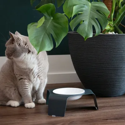 LucyBalu Katzennapf erhöht DELI LucyBalu Katzennapf erhöht DELI