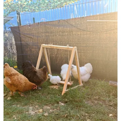 Balançoire à poule en bois, 62 x 42 cm - Bubimex